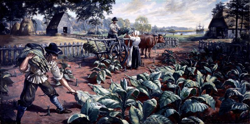 colonists harvesting tobacco crops