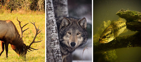 three photographs are shown; from left: elk grazing, timber wolf peaking from behind a tree and largemouth bass fish swimming under water