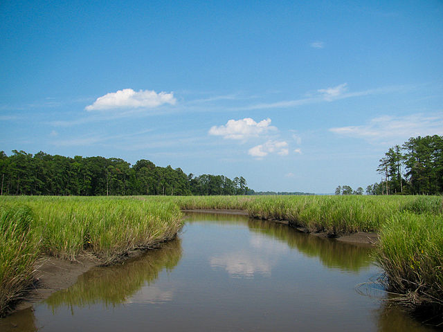 photograph of a landscape including a portion of a river with a forest in the background