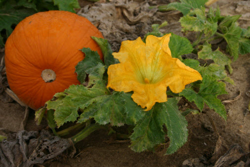photograph of a pumpkin and blossom growing in soil