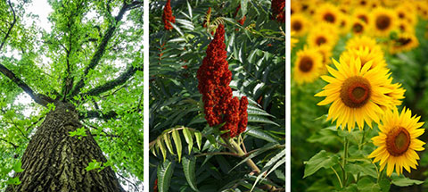 three photographs are shown; from left: sweet gum tree, sumac plant and sunflowers